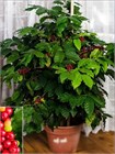 Кофейное дерево семена 5 штук wb71jiqzqw - фото 2924