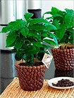 Кофейное дерево семена 5 штук wb71jiqzqw - фото 2925