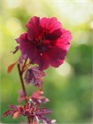 Семена Гибискус кислый (Hibiscus acetosella) wb59d3saqk - фото 3115