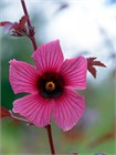 Семена Гибискус кислый (Hibiscus acetosella) wb59d3saqk - фото 3116