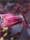 Семена Гибискус кислый (Hibiscus acetosella) wb59d3saqk - фото 3117