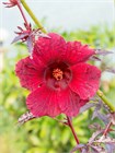 Семена Гибискус кислый (Hibiscus acetosella) wb59d3saqk - фото 3119