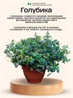 Семена Голубика обыкновенная (Vaccinium myrtillus) 20 штук wbe5k3r4g - фото 3212