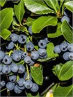 Семена Голубика обыкновенная (Vaccinium myrtillus) 20 штук wbe5k3r4g - фото 3213