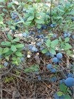 Семена Голубика обыкновенная (Vaccinium myrtillus) 20 штук wbe5k3r4g - фото 3214