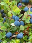 Семена Голубика обыкновенная (Vaccinium myrtillus) 20 штук wbe5k3r4g - фото 3215