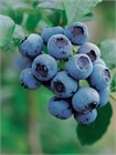 Семена Голубика обыкновенная (Vaccinium myrtillus) 20 штук wbe5k3r4g - фото 3216