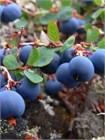 Семена Голубика обыкновенная (Vaccinium myrtillus) 20 штук wbe5k3r4g - фото 3217