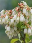 Семена Голубика обыкновенная (Vaccinium myrtillus) 20 штук wbe5k3r4g - фото 3218