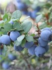 Семена Голубика обыкновенная (Vaccinium myrtillus) 20 штук wbe5k3r4g - фото 3219