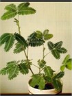 Семена Акация серебристая (мимоза) Acacia dealbata (20 штук) semena_akatsiya - фото 3297