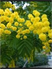 Семена Акация серебристая (мимоза) Acacia dealbata (20 штук) semena_akatsiya - фото 3300