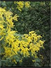 Семена Акация серебристая (мимоза) Acacia dealbata (20 штук) semena_akatsiya - фото 3302