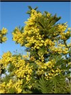 Семена Акация серебристая (мимоза) Acacia dealbata (20 штук) semena_akatsiya - фото 3303