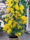 Семена Акация серебристая (мимоза) Acacia dealbata (20 штук) semena_akatsiya - фото 3307