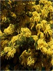 Семена Акация серебристая (мимоза) Acacia dealbata (20 штук) semena_akatsiya - фото 3308