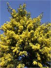 Семена Акация серебристая (мимоза) Acacia dealbata (20 штук) semena_akatsiya - фото 3309