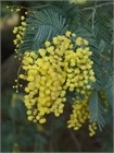 Семена Акация серебристая (мимоза) Acacia dealbata (20 штук) semena_akatsiya - фото 3310