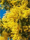 Семена Акация серебристая (мимоза) Acacia dealbata (20 штук) semena_akatsiya - фото 3311