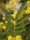 Семена Акация серебристая (мимоза) Acacia dealbata (20 штук) semena_akatsiya - фото 3325