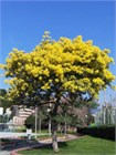 Семена Акация серебристая (мимоза) Acacia dealbata (20 штук) semena_akatsiya - фото 3326