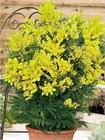 Семена Акация серебристая (мимоза) Acacia dealbata (20 штук) semena_akatsiya - фото 3327