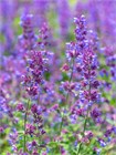 Семена Котовник кошачий (Nepeta cataria) "Catmint" wb5ek1se5c - фото 3414