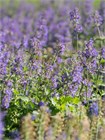 Семена Котовник кошачий (Nepeta cataria) "Catmint" wb5ek1se5c - фото 3415