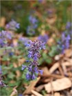 Семена Котовник кошачий (Nepeta cataria) "Catmint" wb5ek1se5c - фото 3416