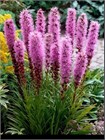 Лиатрис Колосковый Семена 100 шт. semena_liatris - фото 3442