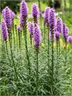 Лиатрис Колосковый Семена 100 шт. semena_liatris - фото 3443