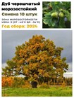 Семена Дуб черешчатый 10 штук wb6nt2rygw - фото 3507