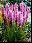 Лиатрис Колосковый Семена 100 шт. semena_liatris - фото 3539