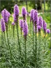 Лиатрис Колосковый Семена 100 шт. semena_liatris - фото 3540