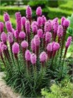 Лиатрис Колосковый Семена 100 шт. semena_liatris - фото 3542