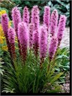 Лиатрис Колосковый Семена 100 шт. semena_liatris - фото 3589