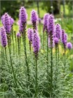 Лиатрис Колосковый Семена 100 шт. semena_liatris - фото 3590