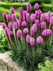 Лиатрис Колосковый Семена 100 шт. semena_liatris - фото 3592