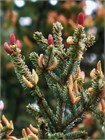 Семена Ель Коямы (Picea koyamae) 20 штук wb6e92bzck - фото 3846