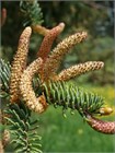 Семена Ель Коямы (Picea koyamae) 20 штук wb6e92bzck - фото 3847