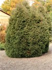 Кипарисовик горохоплодный Семена 50 штук 0987654323456 - фото 3880