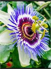 Маракуйя съедобная семена 5 штук semena_passiflora - фото 390