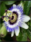 Маракуйя съедобная семена 5 штук semena_passiflora - фото 392