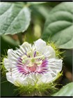 Маракуйя съедобная семена 5 штук semena_passiflora - фото 394