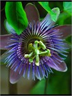 Маракуйя съедобная семена 5 штук semena_passiflora - фото 396