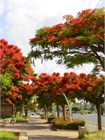 Семена Делоникс Пумила (карликовый) желтый 5 штук semena_bonsai_zh - фото 4120