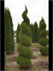 Кипарисовик горохоплодный Семена 50 штук 0987654323456 - фото 4141