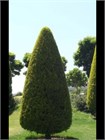 Кипарисовик горохоплодный Семена 50 штук 0987654323456 - фото 4142