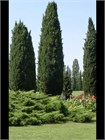 Кипарисовик горохоплодный Семена 50 штук 0987654323456 - фото 4143