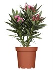 Олеандр обыкновенный (Nerium oleander) semena_oleandr - фото 4153